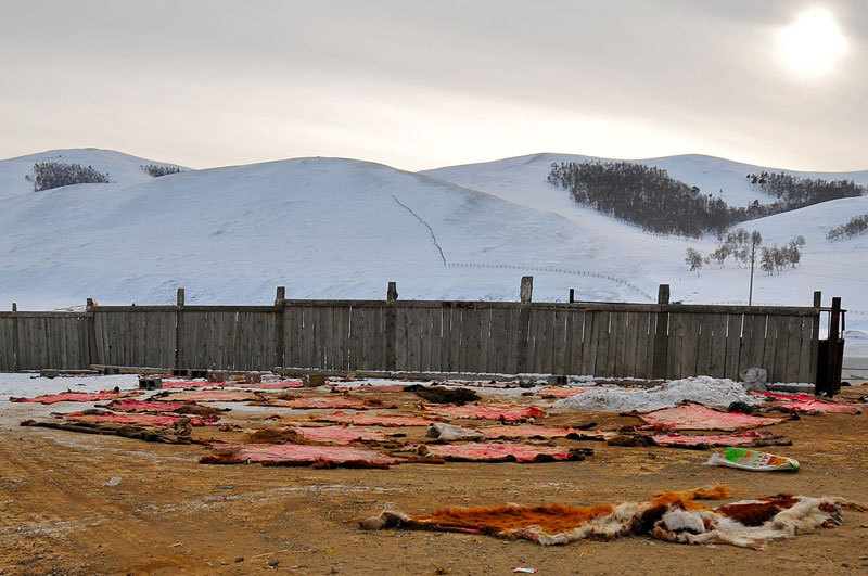 Mongolie